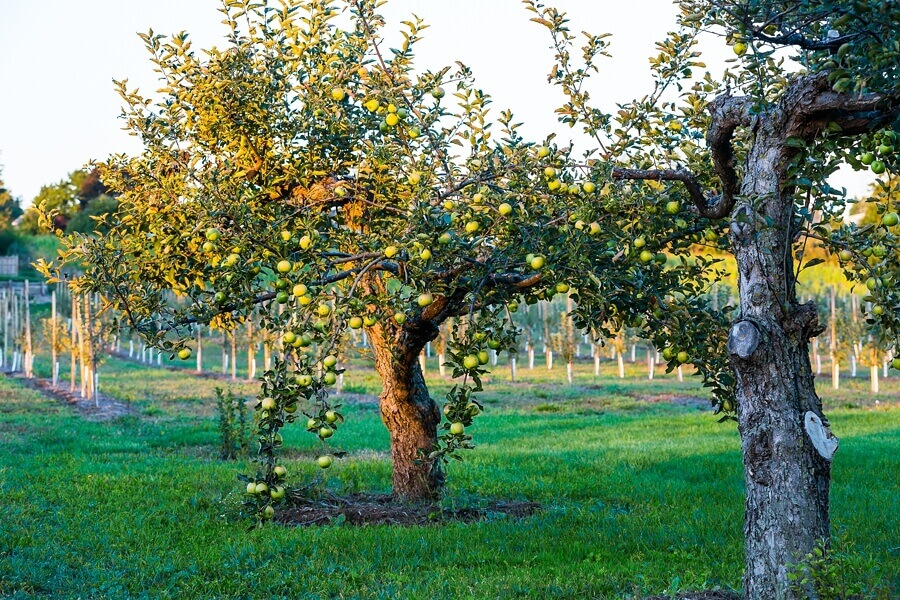 Apple Orchard